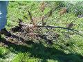 DistressedVegetation